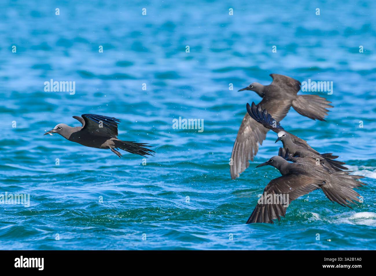 Galapagos Noddies bruns (Noddy commun), Anous stolidus galapagensis, survole l'eau à l'île de Santa Cruz, parc national de Galápagos, Équateur Banque D'Images