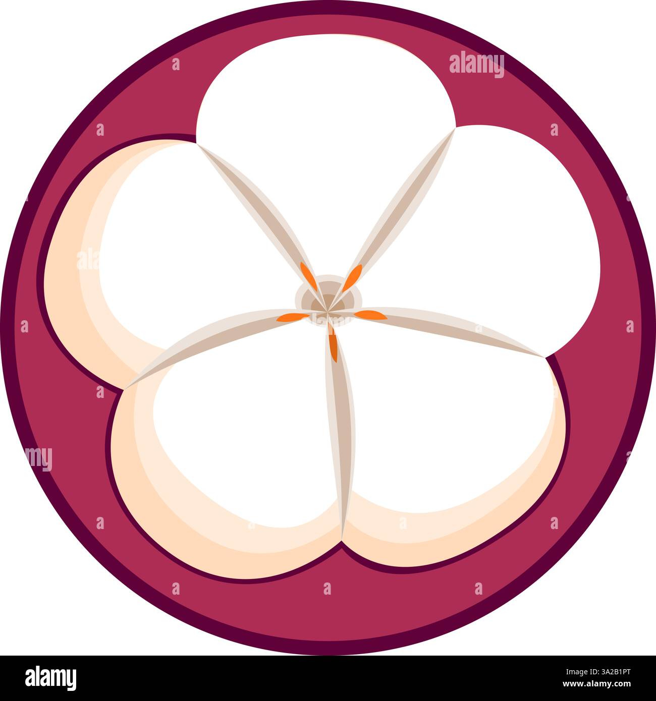 Illustration vectorielle botanique de tranche de mangoustan en technique plate Illustration de Vecteur