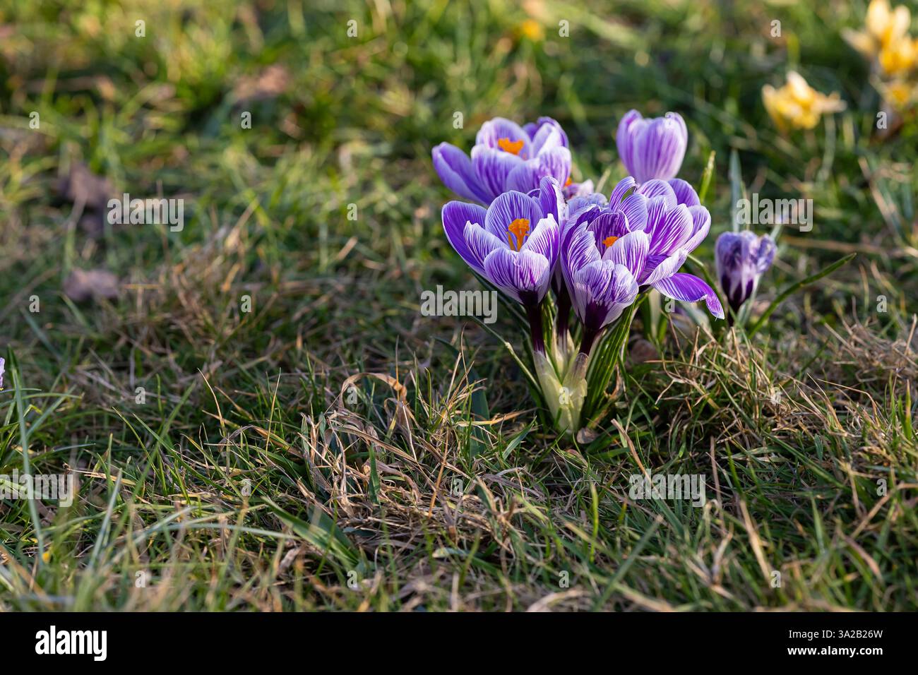 Délicats et beaux crocus violets avec des pétales vibrants et des étamines orange vif fleurissant dans l'herbe verte par une journée de printemps ensoleillée Banque D'Images