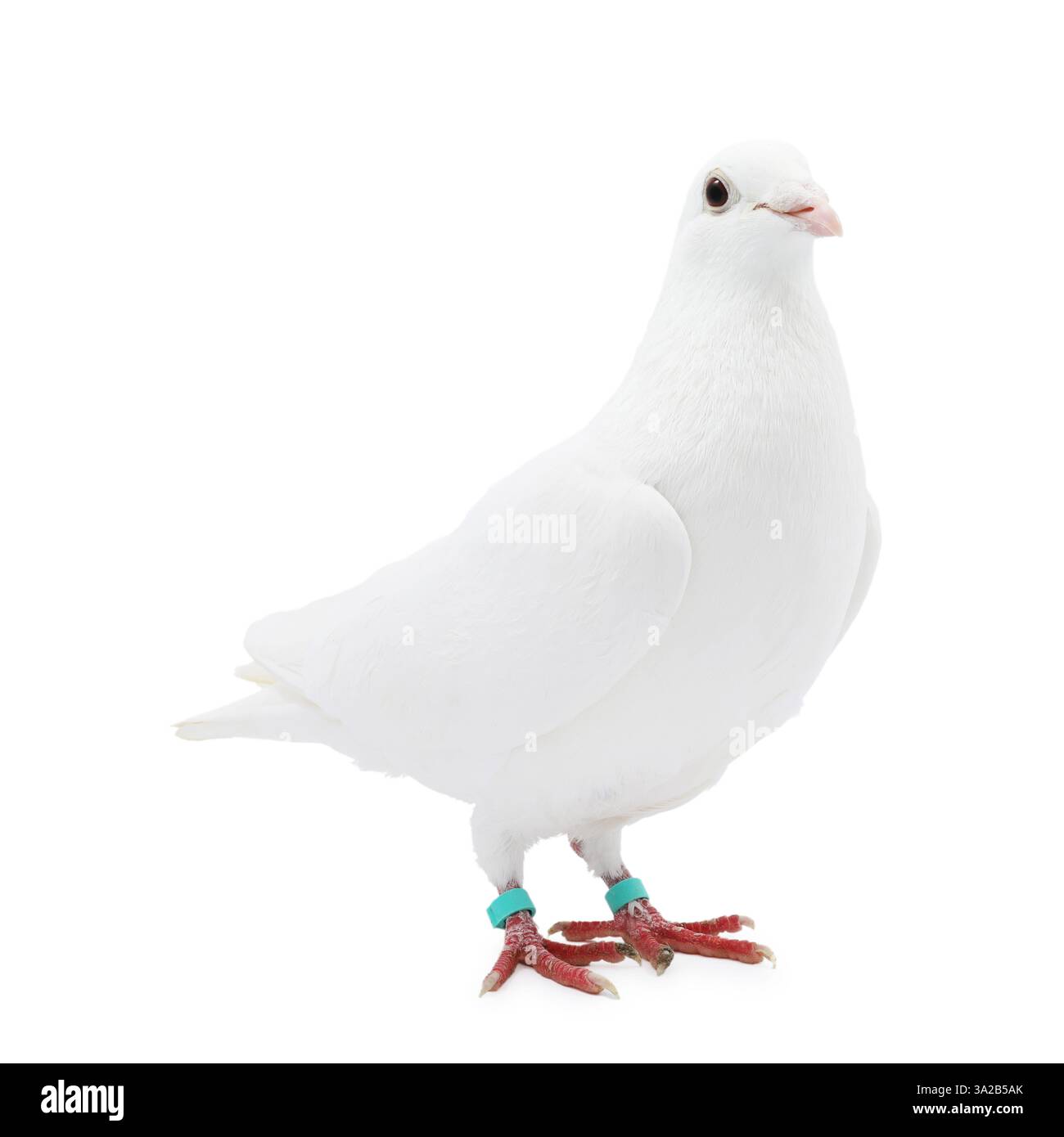 Une colombe sur fond blanc. Bel oiseau Banque D'Images