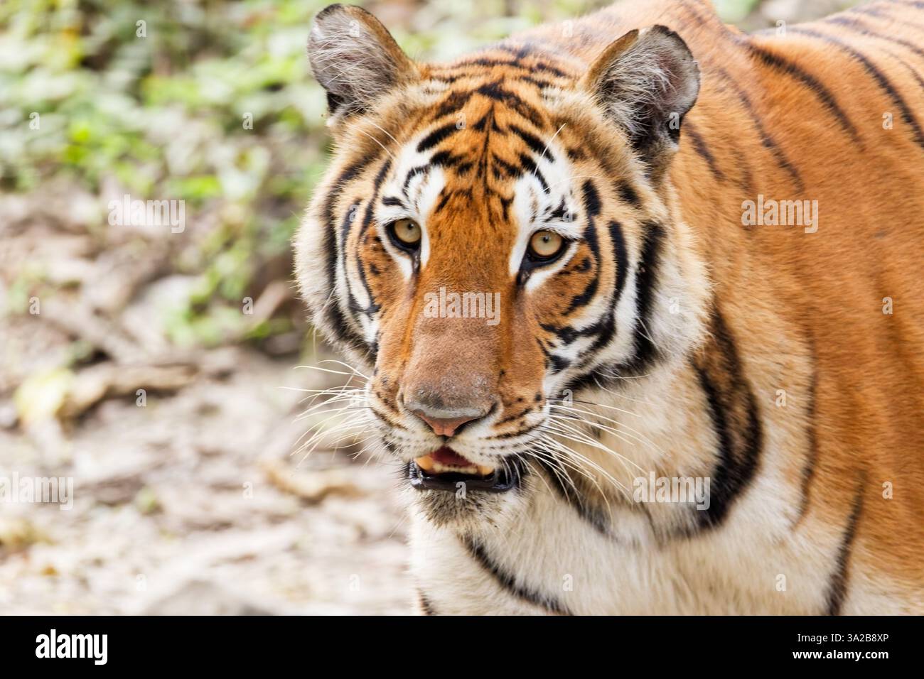 Tigre du Bengale - Panthera tigris tigris Banque D'Images
