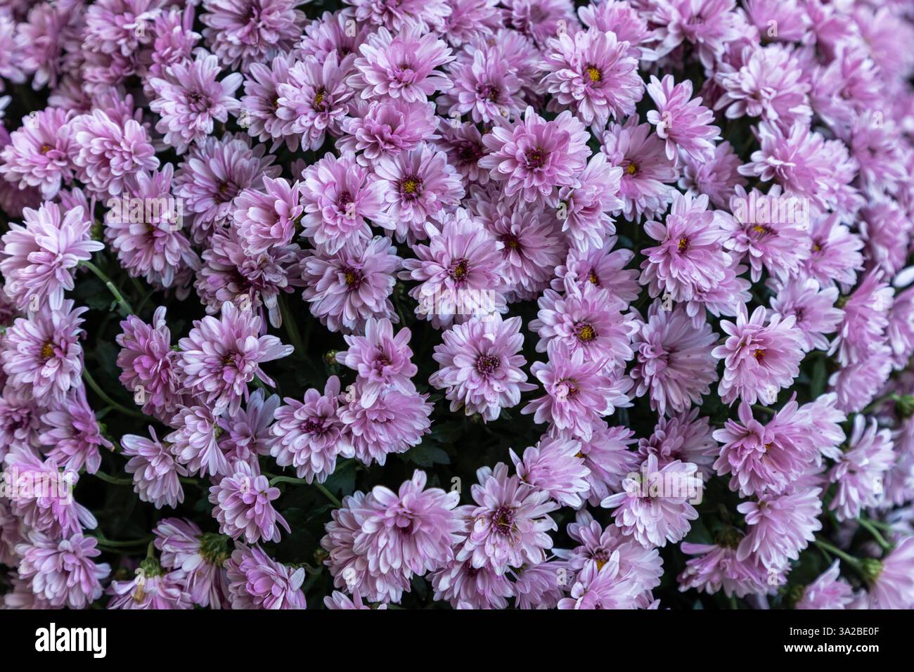 Fleurs de chrysanthème rouge gros plan, fond plein cadre Banque D'Images