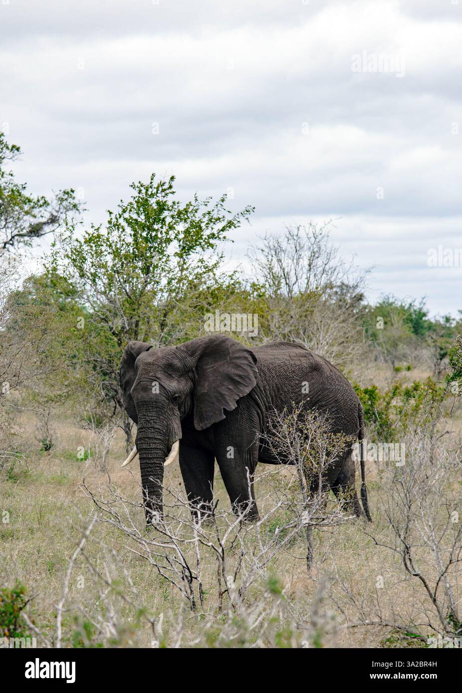 L'éléphant marche dans la savane. Safari en savane, Afrique du Sud, Parc National Kruger. Animaux habitat naturel, faune, nature sauvage Banque D'Images