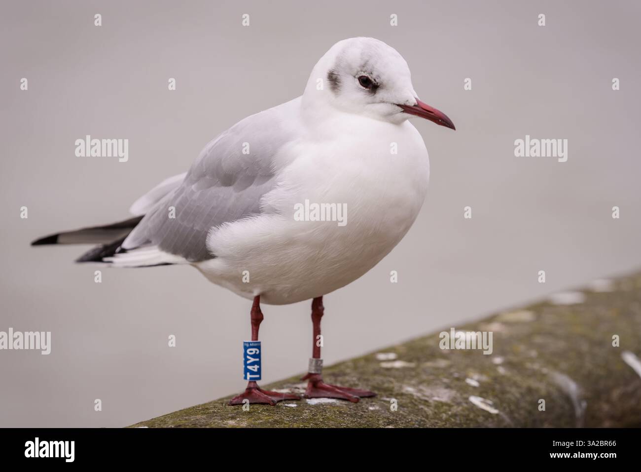 Goéland à tête noire, Chroicocephalus ridibundus avec anneau. Banque D'Images