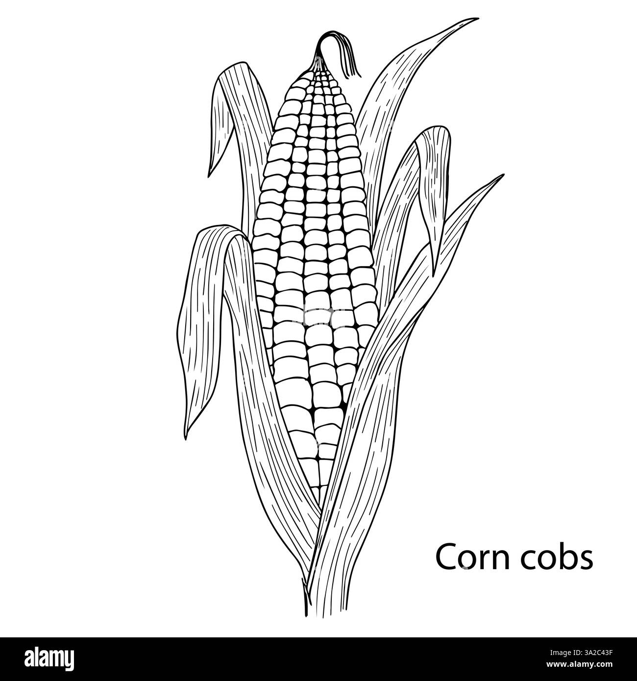 Illustration vectorielle noir et blanc de maïs sur fond blanc. Fait à la main. Une source de fibre. Concept d'étiquette sur le thème maïs, alimentation saine, céréales Illustration de Vecteur