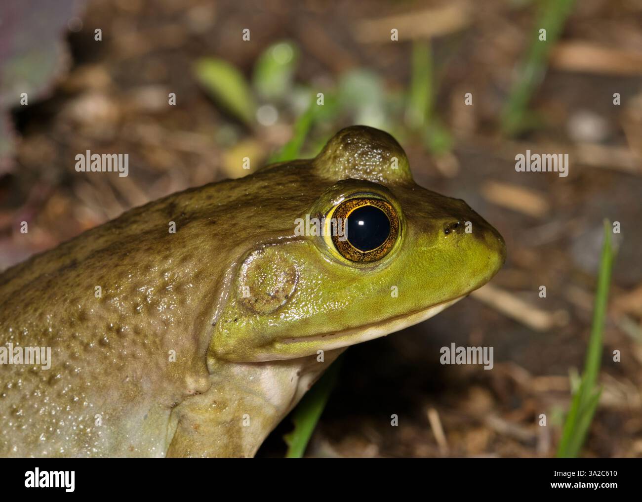 Bullfrog américain Lithobates catesbeianus tête côté profil nature amphibien faune. Banque D'Images