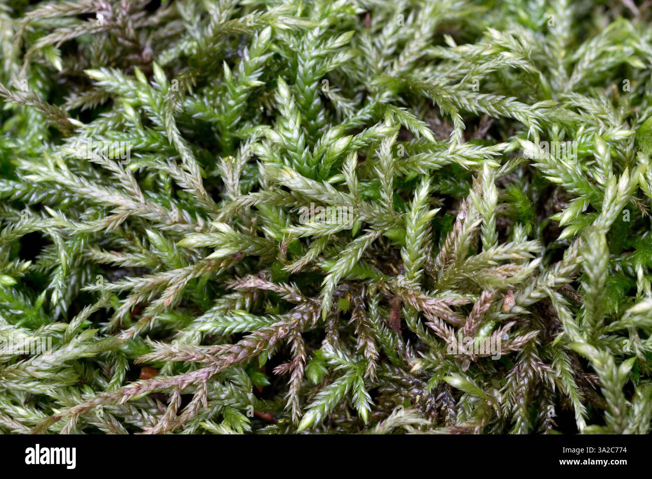 Isothecium alopecuroides pousse ici au pied d'une paroi rocheuse baserich à Raasepori, dans le sud-ouest de la Finlande Banque D'Images