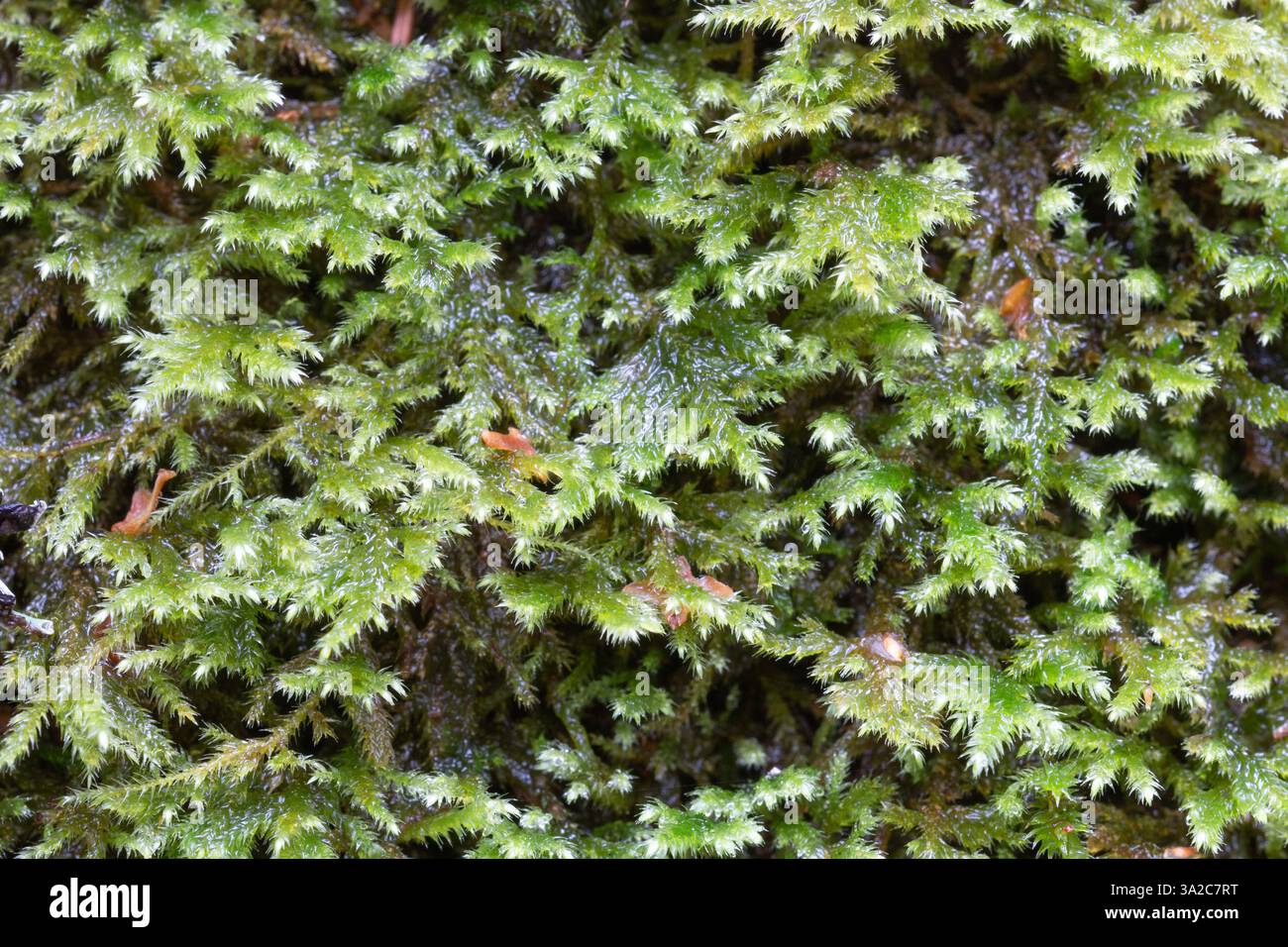 Isothecium myosuroides sur une paroi rocheuse acide à Raasepori, sud-ouest de la Finlande Banque D'Images