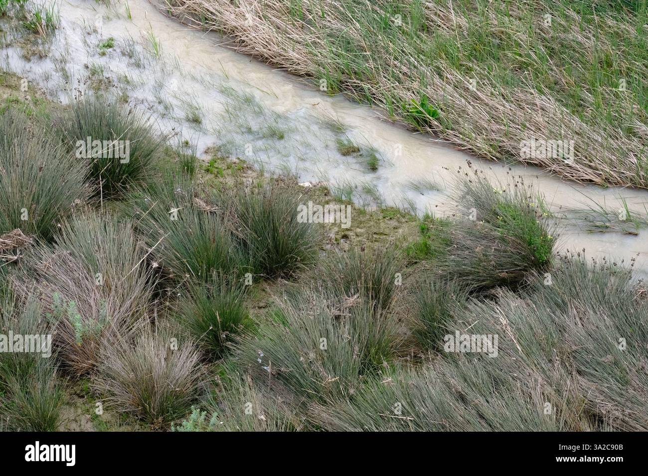 Configuration des graminées riveraines après une inondation de la rivière Salso en Sicile, Italie Banque D'Images