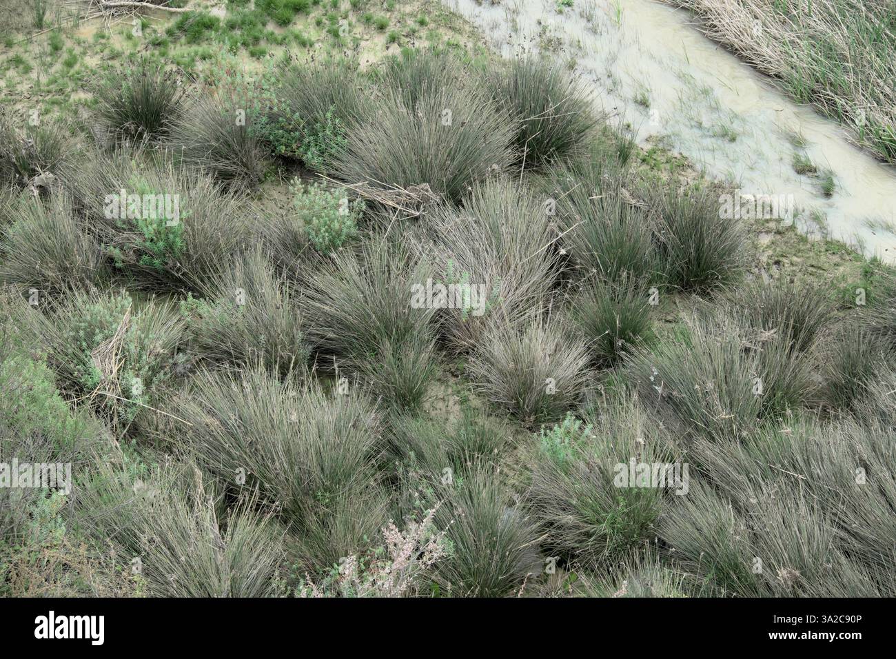 Configuration des graminées riveraines après une inondation de la rivière Salso en Sicile, Italie Banque D'Images