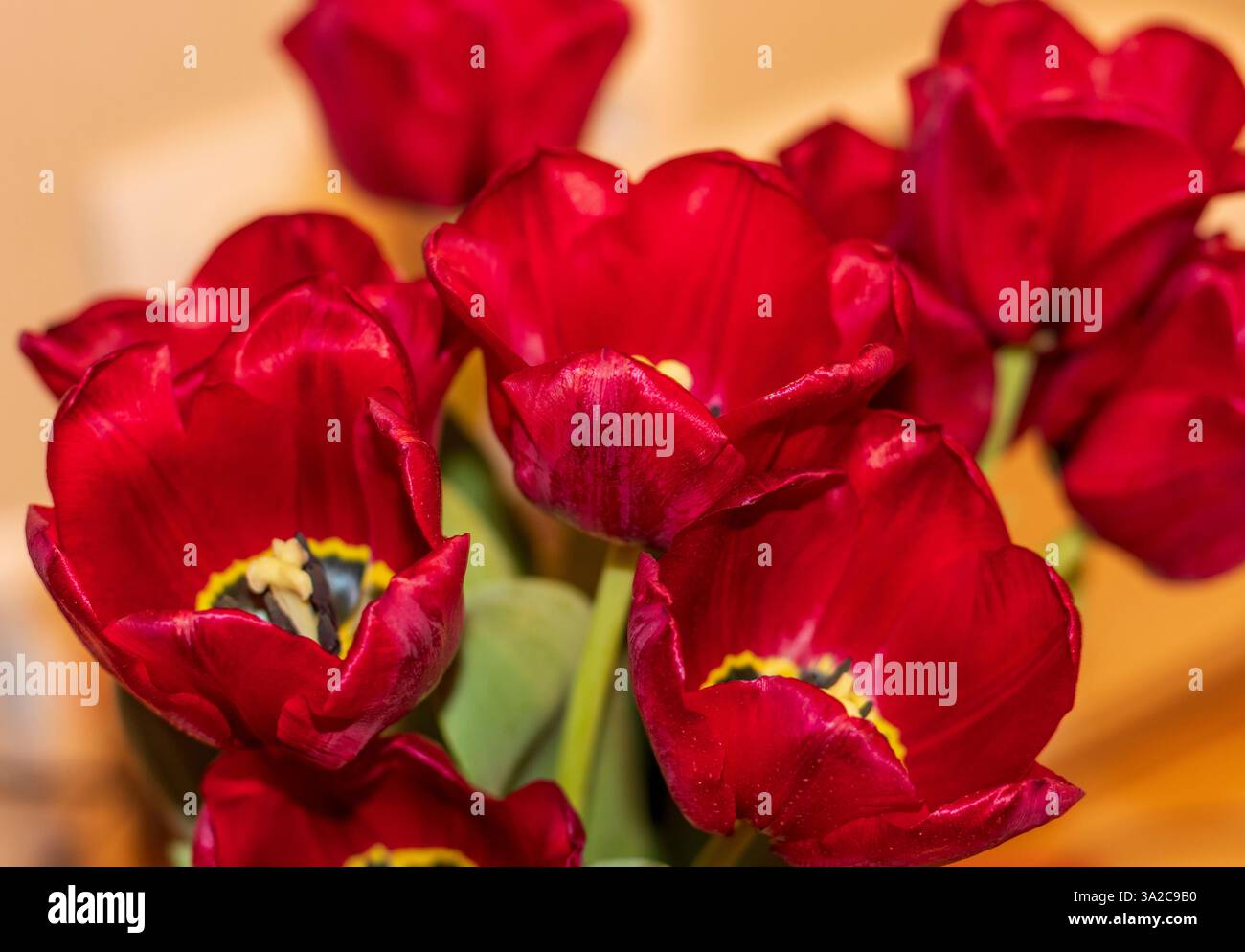 Gros plan des tulipes rouges fraîches. Banque D'Images