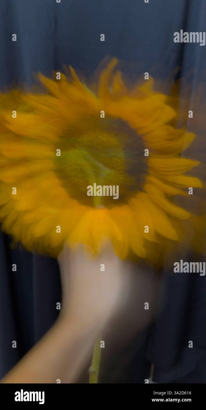 Une photographie artistique verticale d'un tournesol avec un effet de flou de mouvement. La fleur semble être en mouvement sur un fond noir, créant un s. Banque D'Images