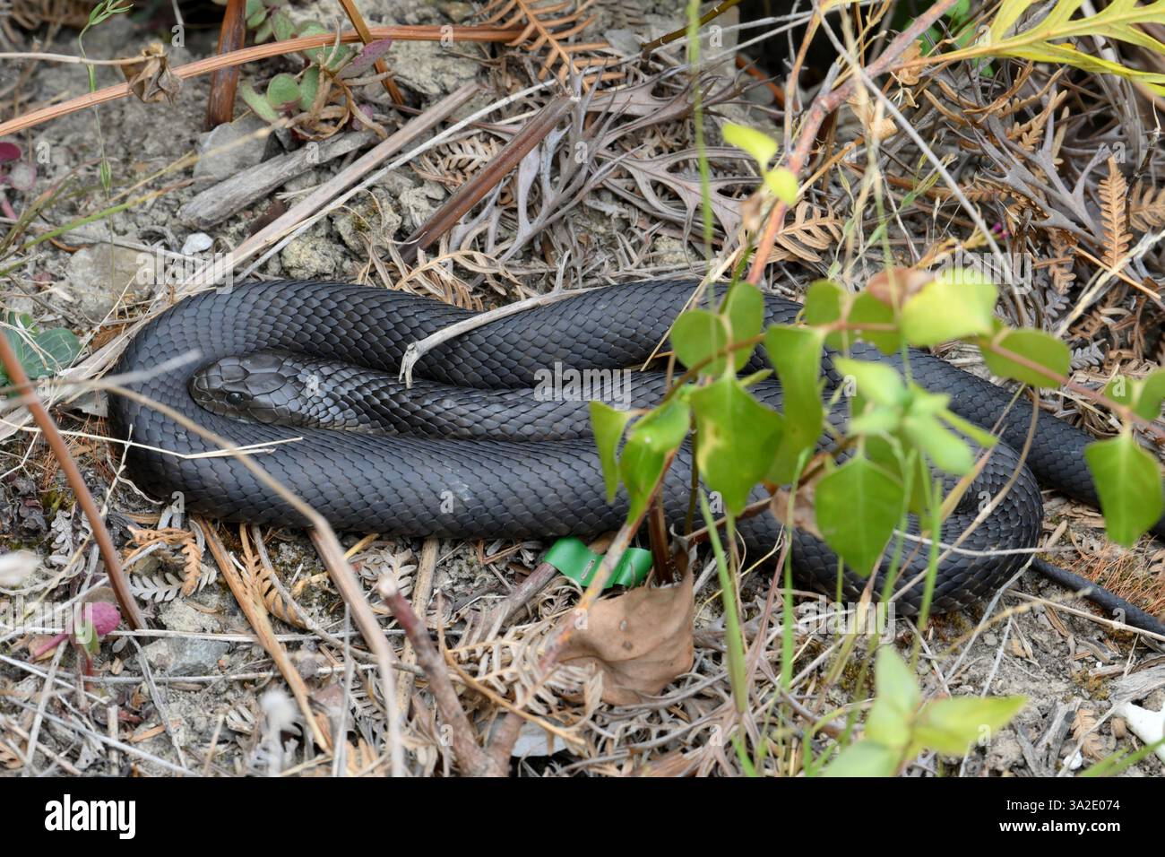 Copperhead Snake vu d'en haut se trouve enroulé dans la clairière ensoleillée des bois. 1,7 m de long ce serpent venimeux se trouve à Wait Gippsland, Victoria, Australie. Banque D'Images Copperhead Snake vu d'en haut se trouve enroulé dans la clairière ensoleillée des bois. 1,7 m de long ce serpent venimeux se trouve à Wait Gippsland, Victoria, Australie. Banque D'Images