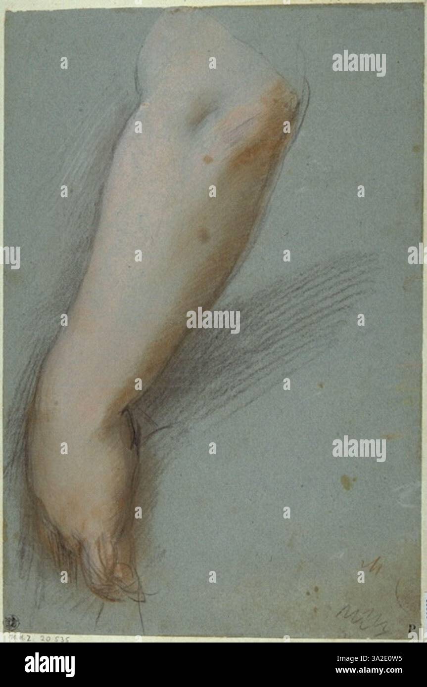 Fiche d'étude d'un avant-bras féminin mettant en évidence les détails anatomiques et la structure. Banque D'Images