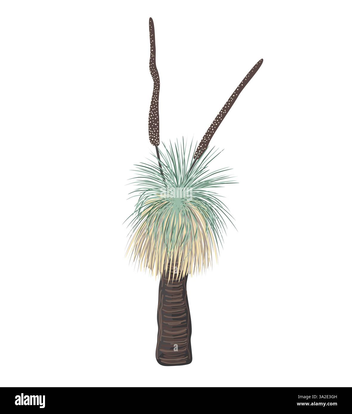 Arbre de Xanthorrhoea avec illustration isolée de vecteur de fleurs. L'herbe en fleur, élément de flore endémique australienne indigène Illustration de Vecteur Arbre de Xanthorrhoea avec illustration isolée de vecteur de fleurs. L'herbe en fleur, élément de flore endémique australienne indigène Illustration de Vecteur