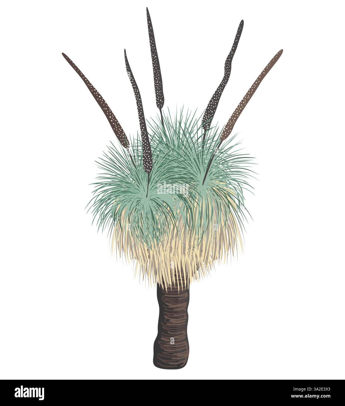 Arbre de Xanthorrhoea avec illustration isolée de vecteur de fleurs. L'herbe en fleur, élément de flore endémique australienne indigène. Illustration de Vecteur Arbre de Xanthorrhoea avec illustration isolée de vecteur de fleurs. L'herbe en fleur, élément de flore endémique australienne indigène. Illustration de Vecteur