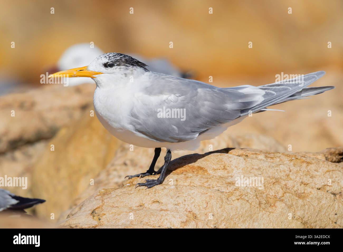 Sterne à crête plus grande, sterne à crête, sterne rapide, grande sterne à crête (Thalasseus bergii, Sterna bergii), perchée sur un rocher en plumage hivernal, vue de côté Banque D'Images