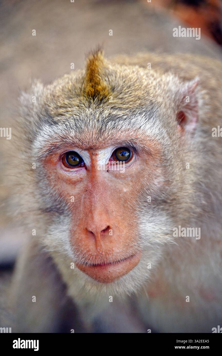 Macaque crabier, macaque Java, macaque à longue queue (Macaca fascicularis, Macaca irus), portrait, Indonésie, Bali, Monkey Forest Ubud Banque D'Images