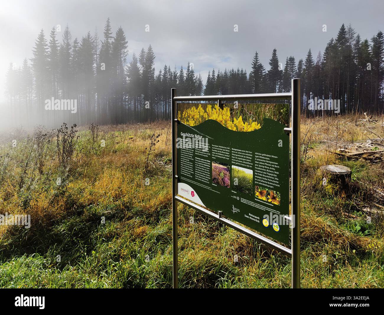 Panneau d'information dans la zone dégagée de la forêt d'Idarwald, Allemagne, Rhénanie-Palatinat, Hunsrueck, Weitersbach Banque D'Images