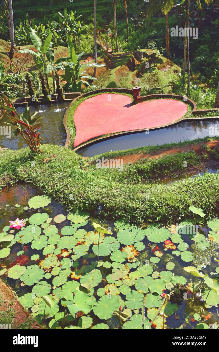 Coeur dans un jardin d'eau dans les rizières de Tegallalang, Indonésie, Bali, Ubud Banque D'Images