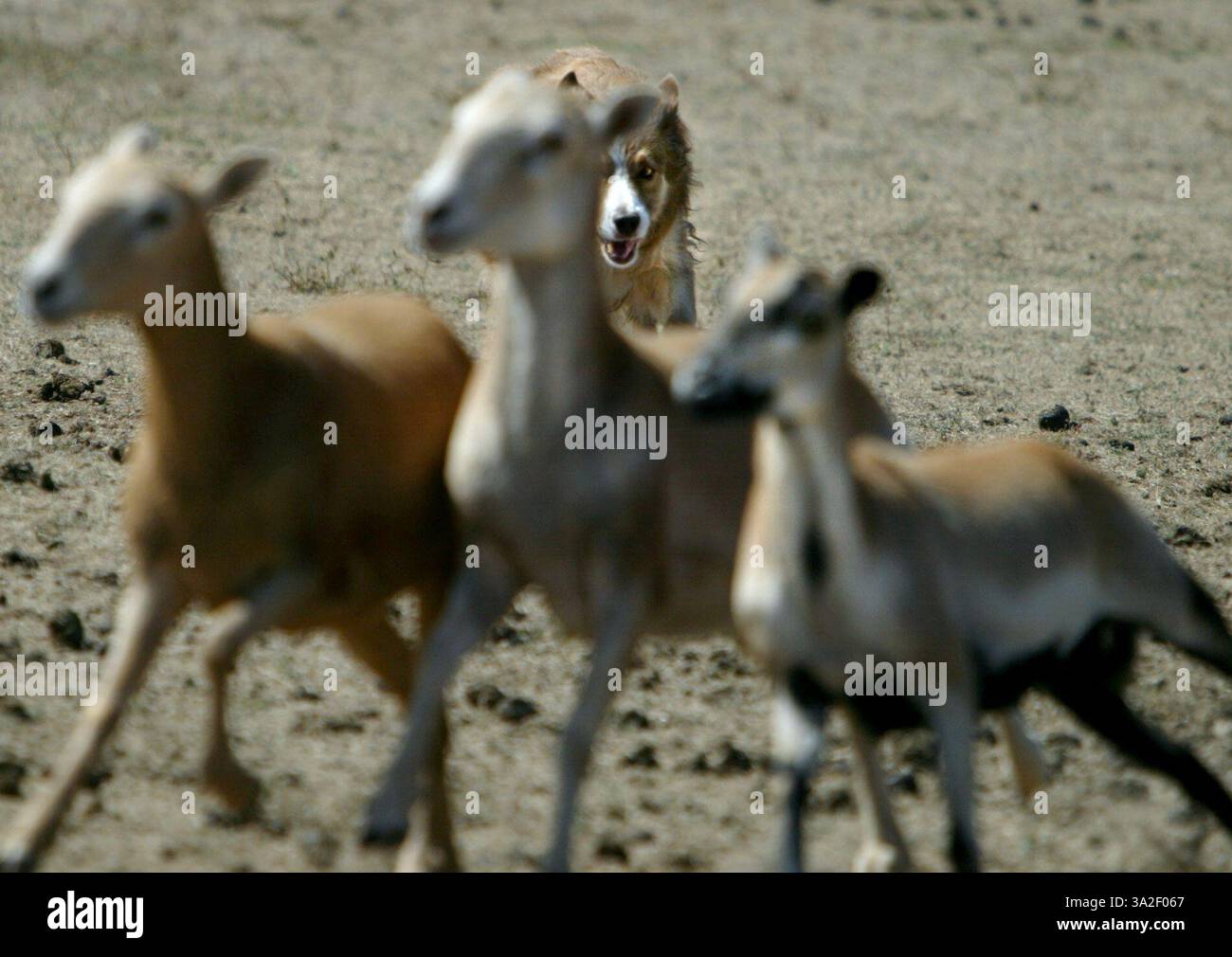 Laddie Age 9, de Tracy regarde vers le bas trois moutons tout en pratiquant l'élevage avec la propriétaire Burna Jamieson non montré photo prise à Lodi, au Ranch d'Oxford, un endroit où les chiens peuvent apprendre à élever. Jeudi 20 juin 2002. (Crédit : © Sacramento Bee/ZUMAPRESS.com) Banque D'Images