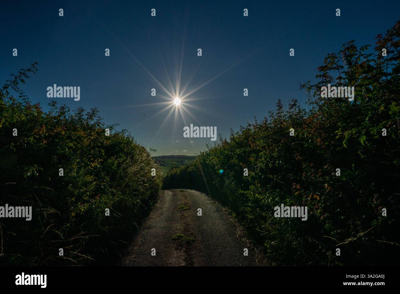 Soleil brillant dans Starburst à bas niveau sur la voie de campagne profonde bordée de haies Banque D'Images