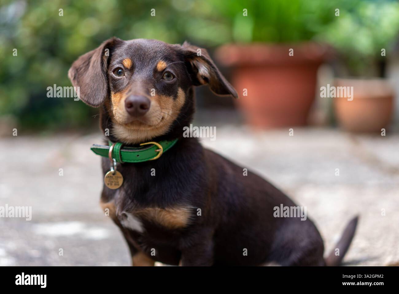 Elton, un chien poméranie croisé de teckel assis pour la caméra au soleil Banque D'Images