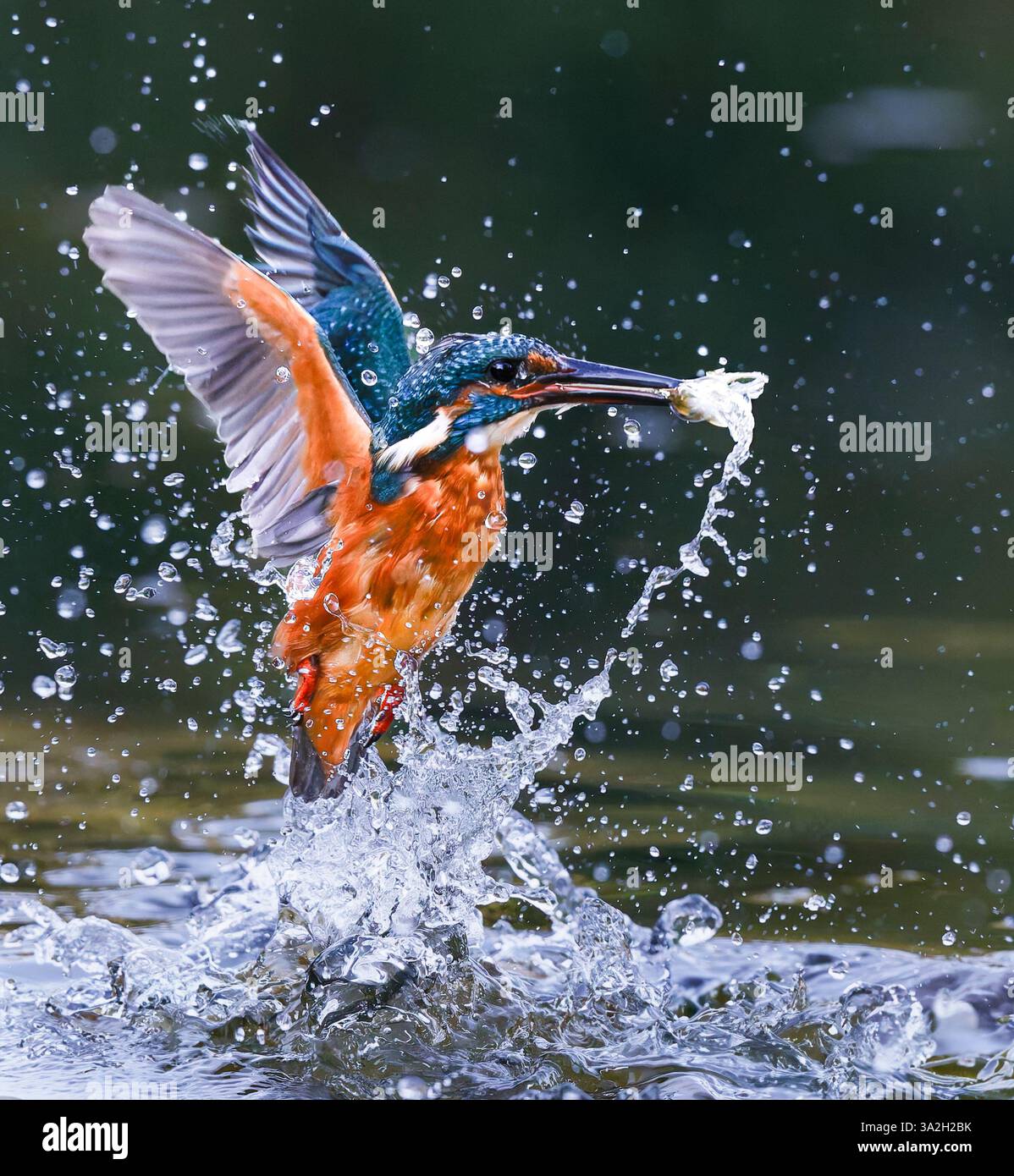 Kingfisher Banque D'Images Kingfisher Banque D'Images