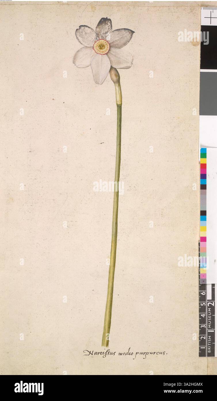 Un dessin détaillé du Narcisse (Narcisse poeticus) du poète, d'après l'œuvre originale de John White, montrant ses pétales délicats et ses caractéristiques florales dans un volume de 113 illustrations botaniques. Banque D'Images