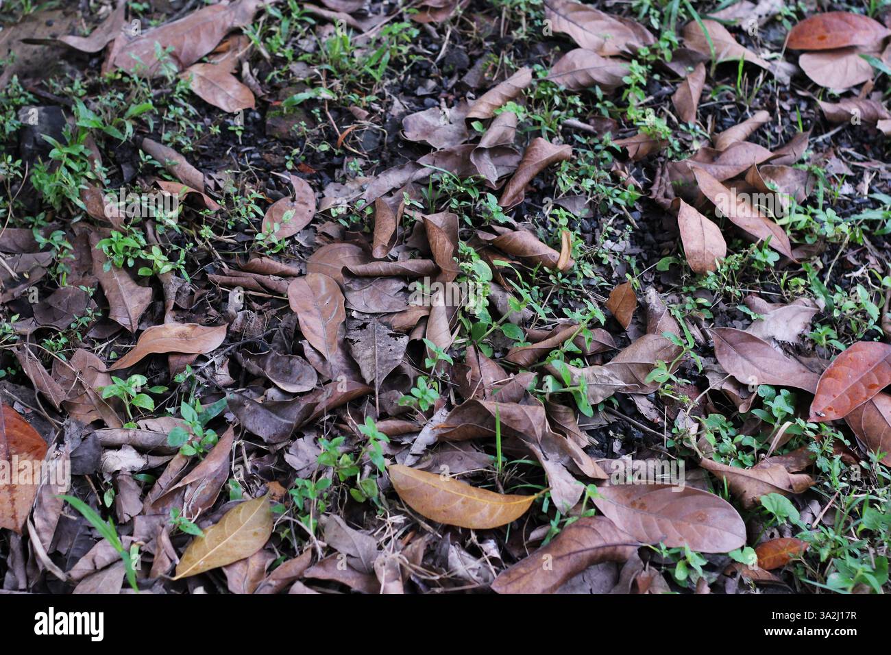 Des feuilles sèches sur un sol forestier Banque D'Images