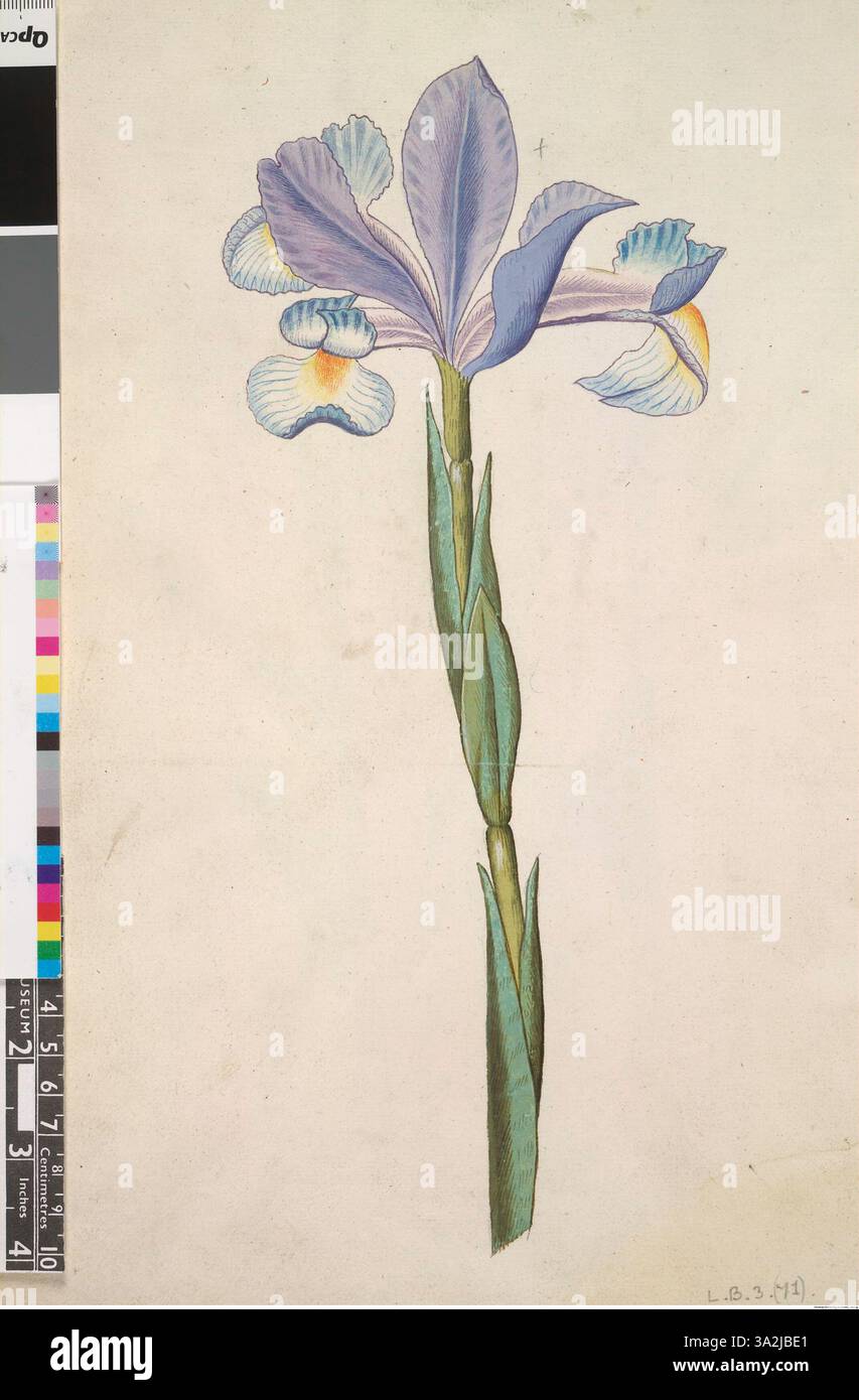 Cette illustration botanique présente l'iris espagnol, connu pour ses pétales bleus et violets frappants. L'œuvre fait partie d'une collection de dessins botaniques du XVIe siècle de John White, mettant en valeur diverses espèces végétales. Banque D'Images