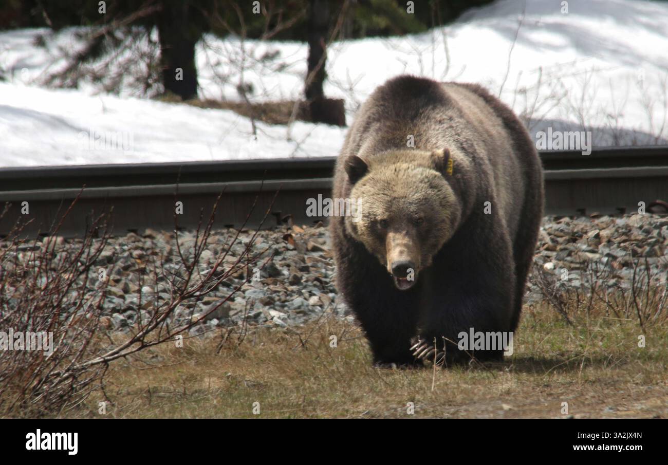 20 mai 2014 - Calgary, AB, Canada - Un grizzly avec l'étiquette d'oreille 136 - surnommé Split Lip - cherche des trucs délicieux le long des pistes juste à l'ouest de Lake Louise, Alta., le mardi 20 mai 2014. Mike Drew/Calgary Sun/QMI Agency (image de crédit : © Mike Drew/QMI Agency/ZUMAPRESS.com) Banque D'Images
