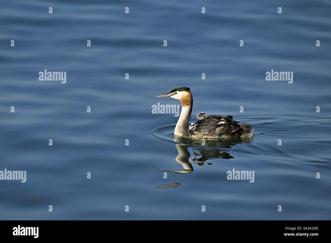 Great Crested Grebe (Podiceps festonné Ribonfish), avec deux poussins en plumage nageant dans l'eau, lac de Zoug, Kanon Zoug, Suisse, Europe Banque D'Images