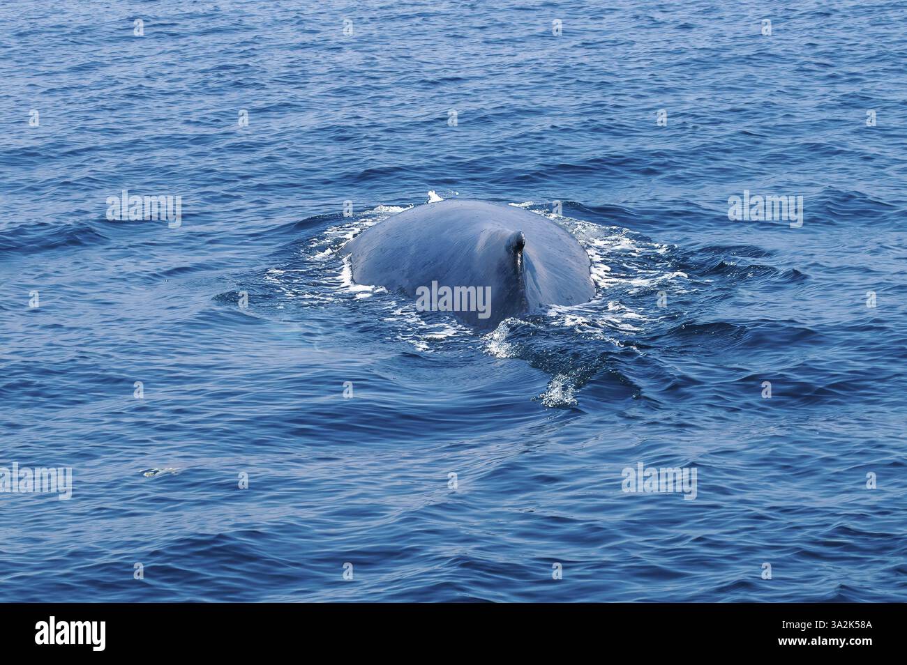 Large dos de baleine à bosse (Megaptera novaeangliae) à la surface de l'eau peu de temps avant de plonger dans le sanctuaire des baleines de l'UNESCO Silver Banks Sanctuary pour Banque D'Images