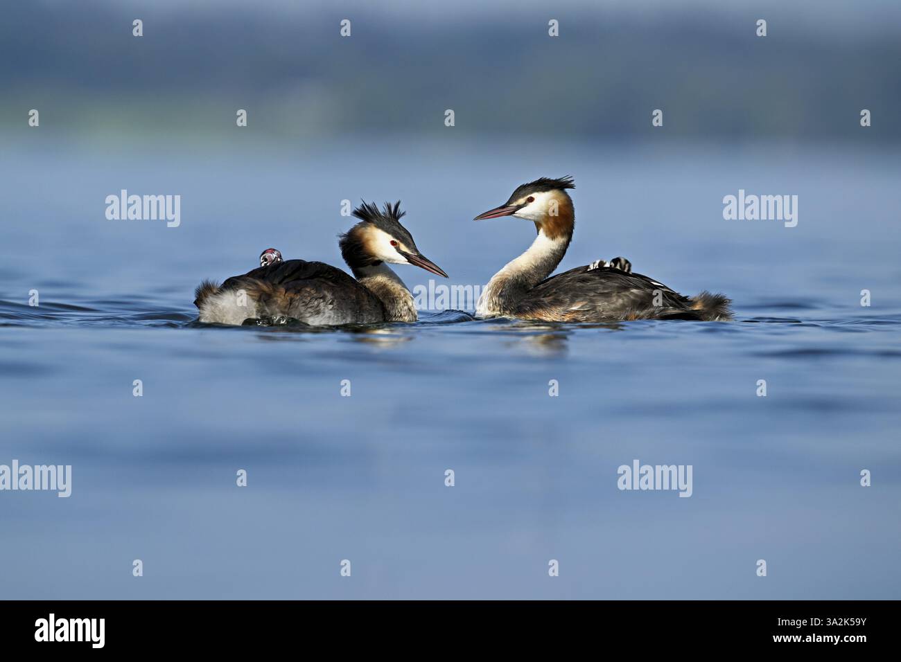 Great Crested Grebe (Podiceps festonné Ribbonfish), couple avec des poussins en plumage nageant dans l'eau, lac de Zoug, Kanon Zoug, Suisse, Europe Banque D'Images