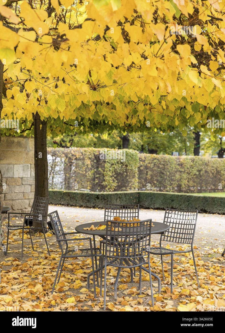 Coin salon sous les arbres avec feuillage couleur automne, château de Wackerbarth, Radebeul, Saxe, Allemagne, Europe Banque D'Images