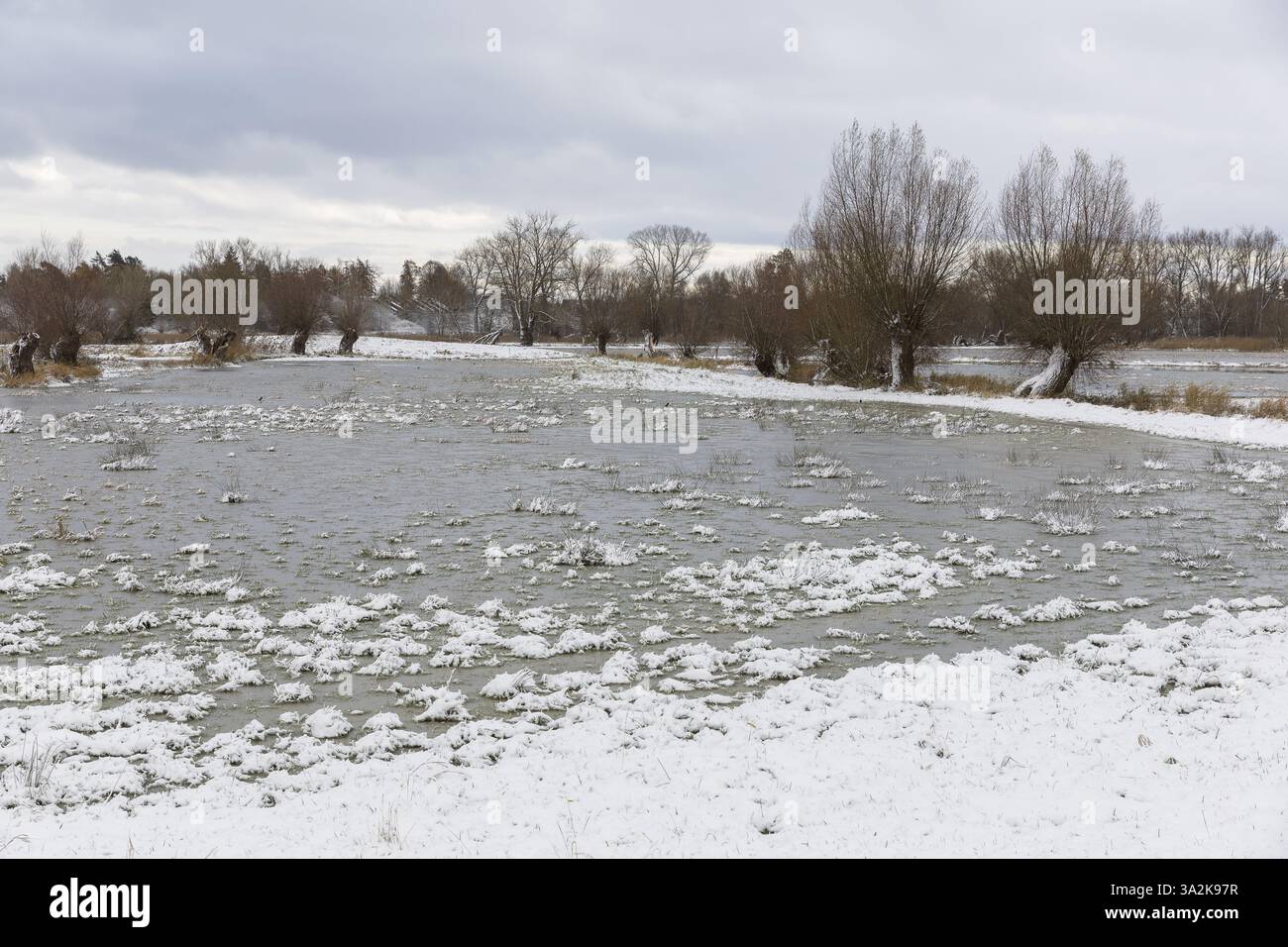 Prairies sous-marines encadrées de vieux saules (Salix), neigeuses, Redewisch, Boltenhagen, Mecklembourg-Poméranie occidentale, Allemagne, Europe Banque D'Images