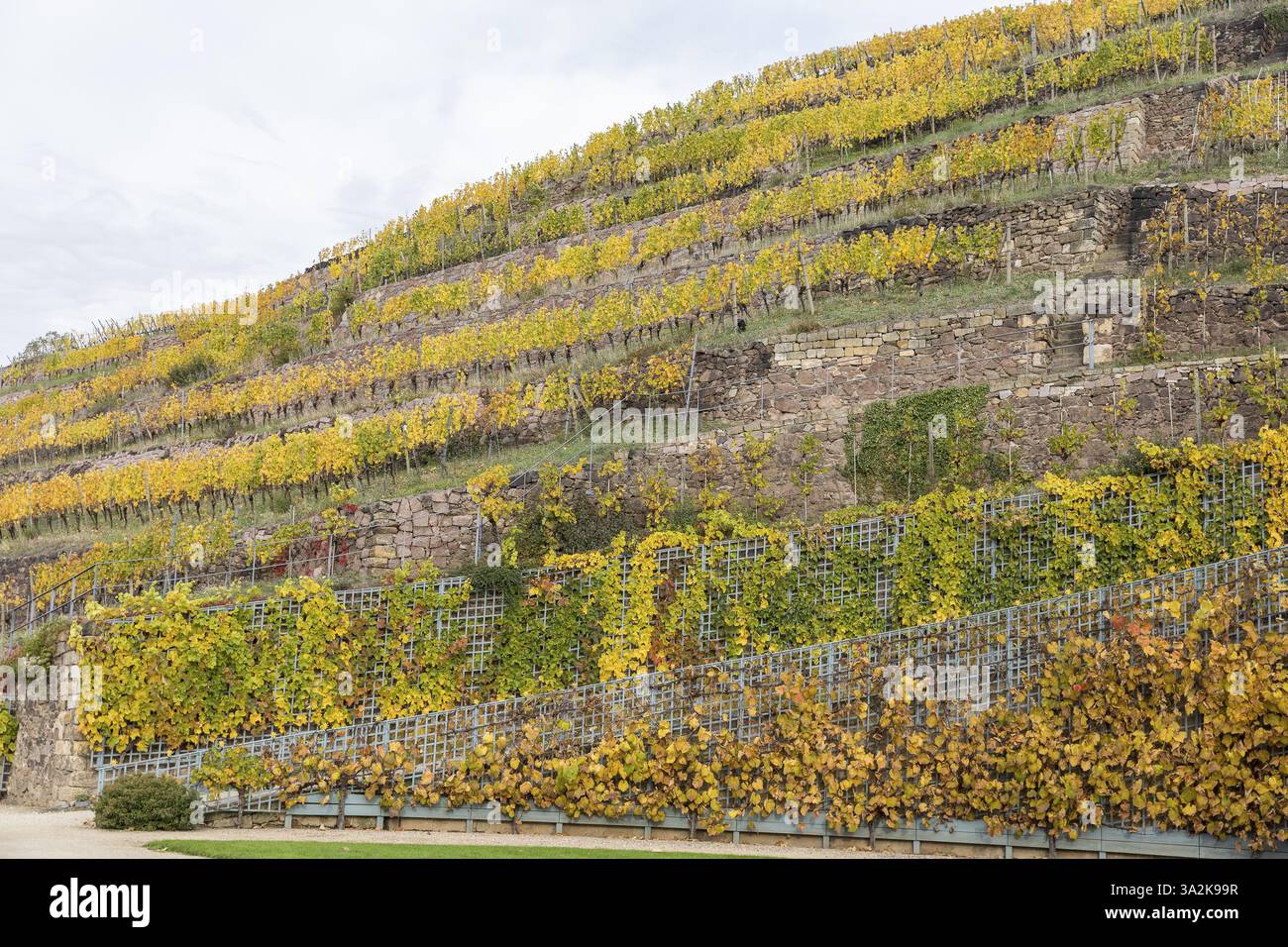 Vignoble avec terrasses, pente raide avec coloration de feuillage automnal au château de Wackerbarth, Radebeul, Saxe, Allemagne, Europe Banque D'Images