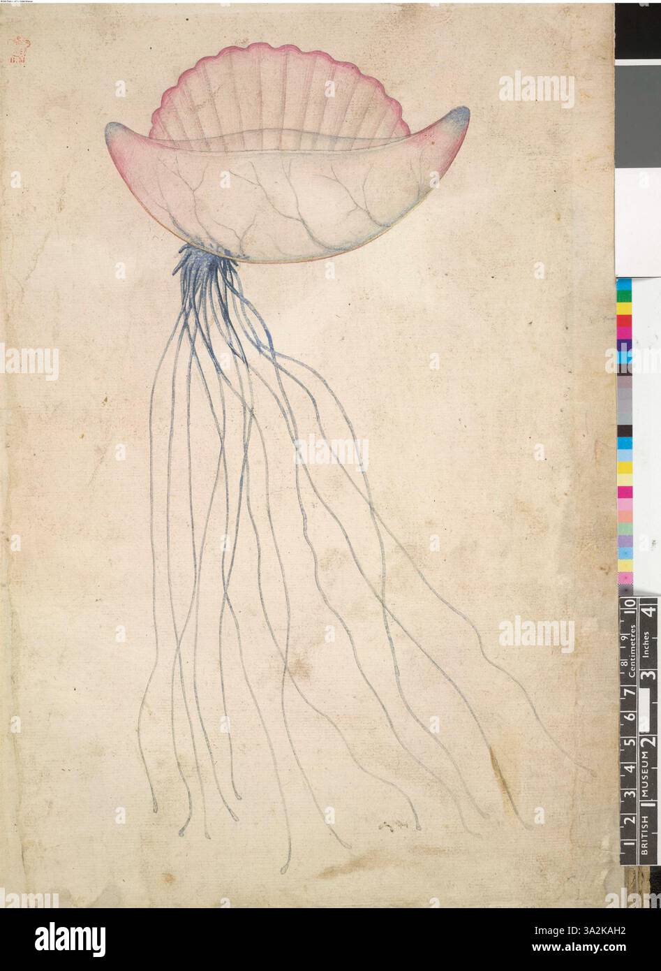 Ce dessin représente le Portugais Man-O'-War, capturé dans les détails complexes après le travail de John White, qui fait partie de sa collection de 113 illustrations détaillées de la faune et de la vie marines. Banque D'Images