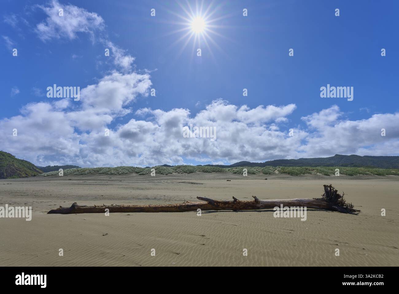 Plage ensoleillée avec du bois flotté sous un ciel clair, Bethells Beach, te Henga, Auckland, Nouvelle-Zélande, Océanie Banque D'Images