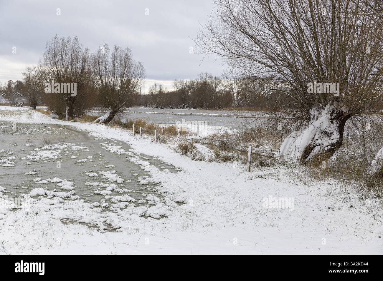 Prairies sous-marines encadrées de vieux saules (Salix), neigeuses, Redewisch, Boltenhagen, Mecklembourg-Poméranie occidentale, Allemagne, Europe Banque D'Images