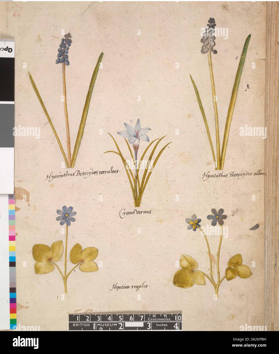 Un dessin détaillé d'après John White représentant une feuille d'un volume contenant 113 dessins. L'œuvre met en valeur le style de John White, avec des éléments botaniques naturels. Banque D'Images