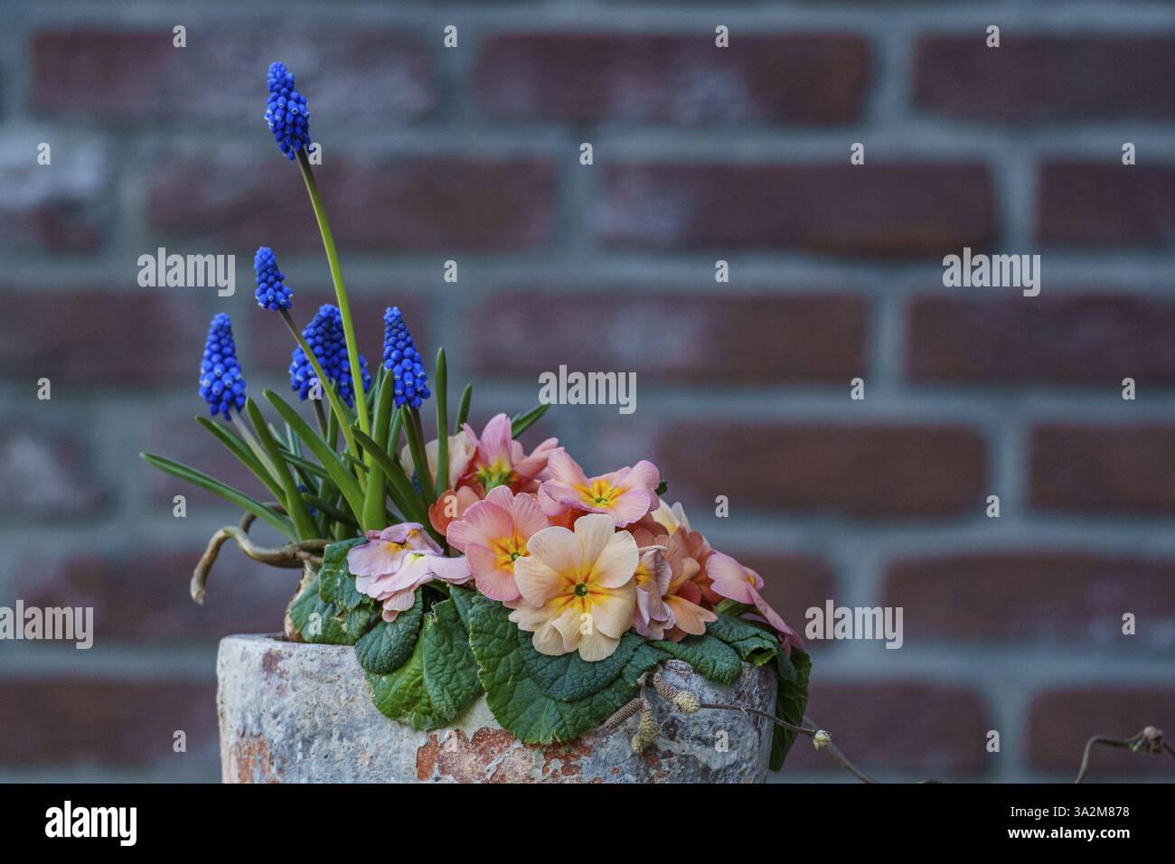 Combinaison de fleurs dans un pot de couleur pastel devant un mur de briques, Weseke, Borken, Westphalie, Allemagne, Europe Banque D'Images