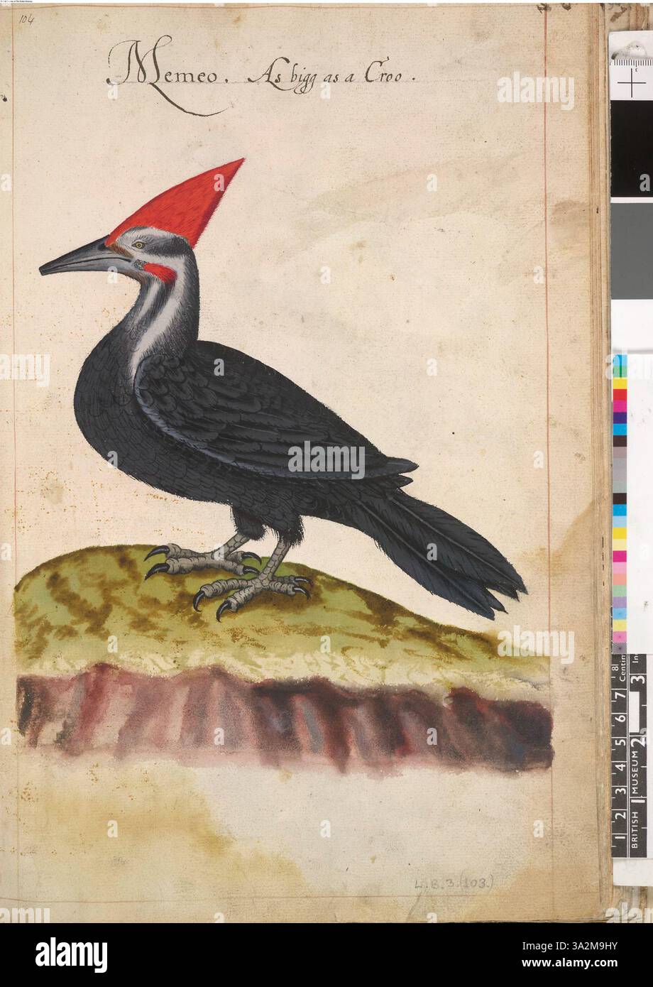 Ce dessin représente le pic pilé du Sud (Drycopus pileatus pileatus Linn), capturé en illustration détaillée après le travail original de John White, qui fait partie de sa collection de 113 dessins animaliers. Banque D'Images