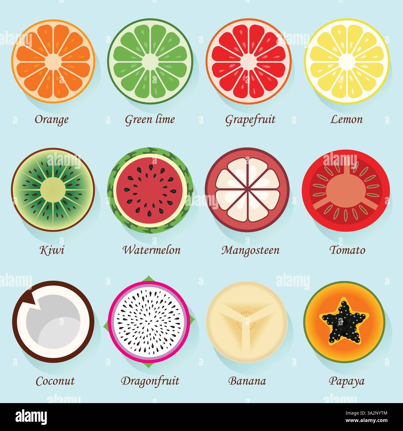 Ensemble vecteur de fruits frais, section transversale, coupé en deux et isolé sur fond bleu. Orange, citron vert, pamplemousse, citron, kiwi, pastèque, mangues Illustration de Vecteur