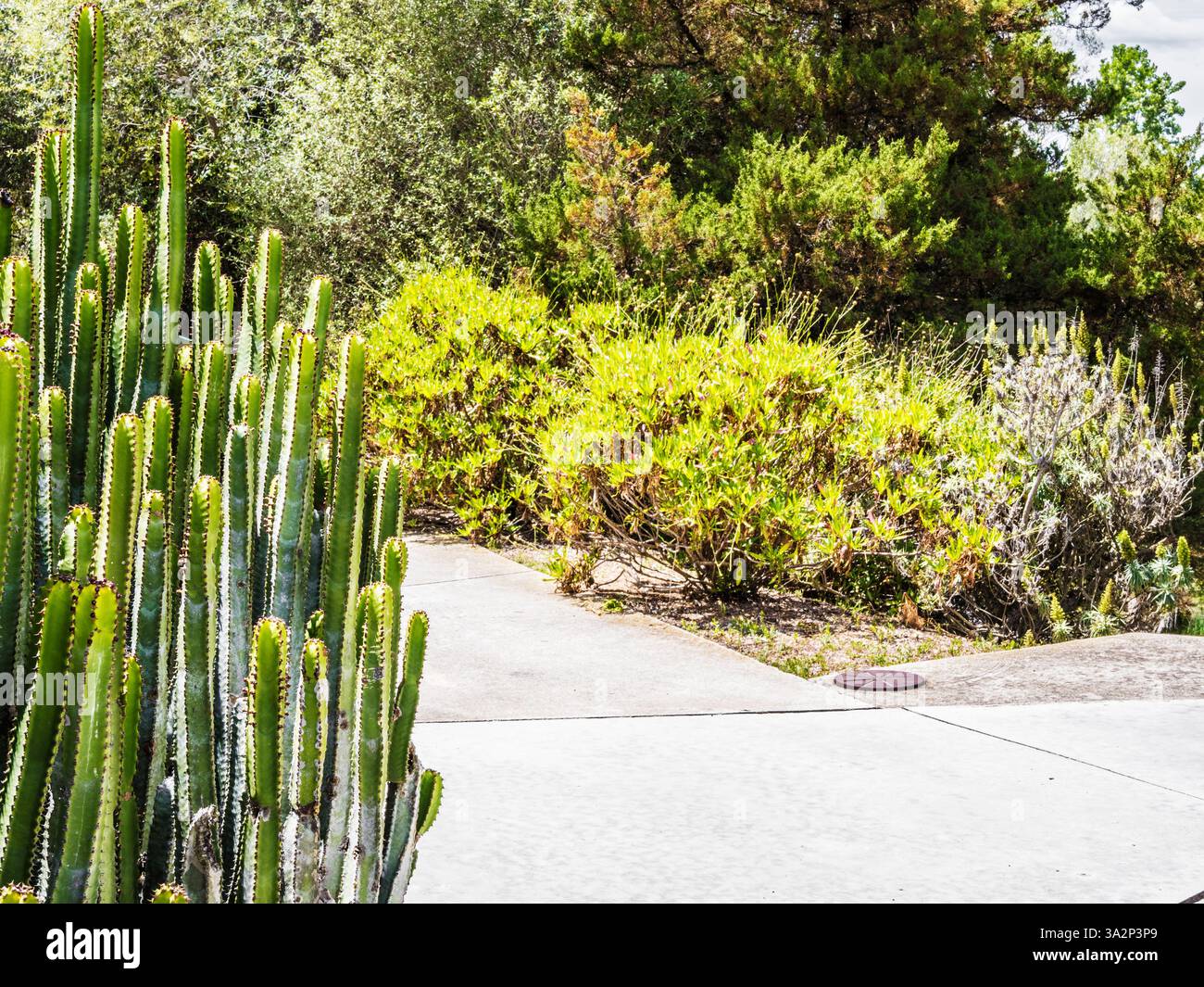 Euphorbia canariensis poussant dans la zone des îles Canaries du Jardí Botànic ou jardin botanique à Barcelone, Espagne. Banque D'Images