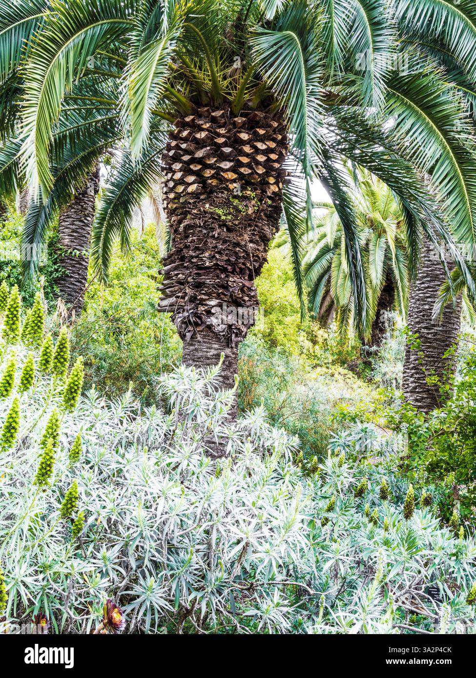 Fierté de Madère, Candicans Echium, poussant dans le Jardí Botànic ou jardin botanique de Barcelone, Espagne. Banque D'Images