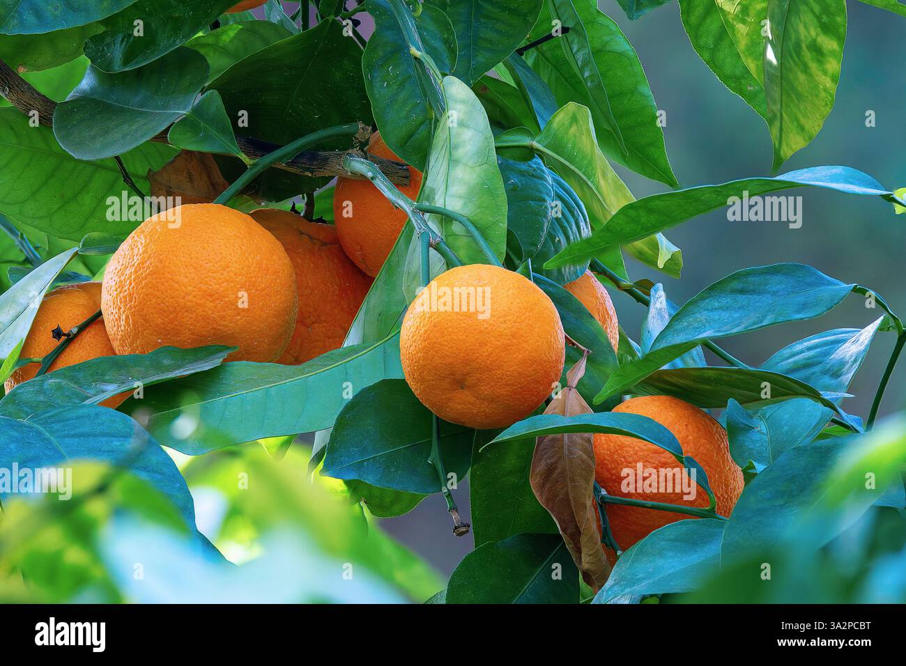 oranges mûres et vibrantes accrochées à un arbre, entourées de feuilles vertes luxuriantes, éclatantes au soleil Banque D'Images