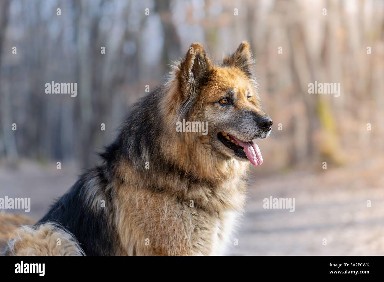 portrait d'un beau chien de race mixte, berger allemand et labrador retriever, animal domestique dans les bois, belle lumière orange Banque D'Images
