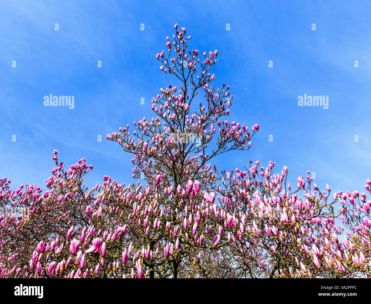 Arbuste Magnolia en fleurs au printemps - Tours, Indre-et-Loire (37), France. Banque D'Images